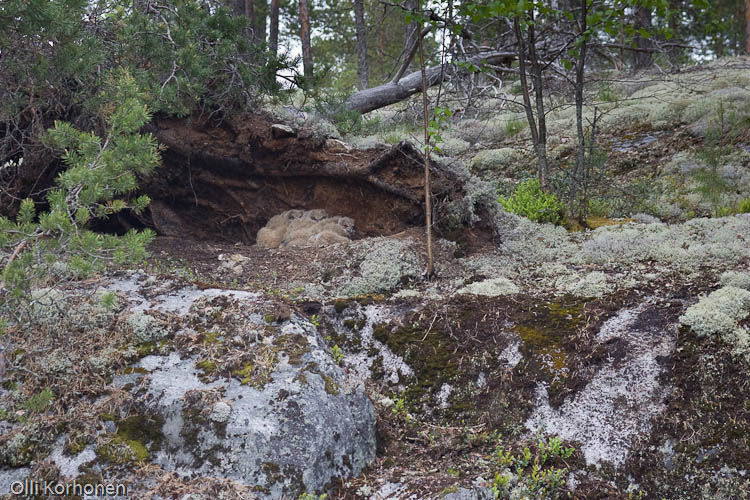 Huuhkaja 2005-3670